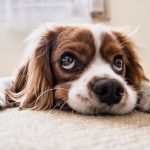 Ben jij op zoek naar een goede honden gedragstherapeut? 