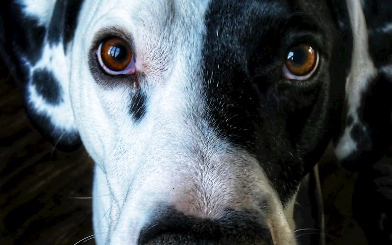 short-coat black and white dog