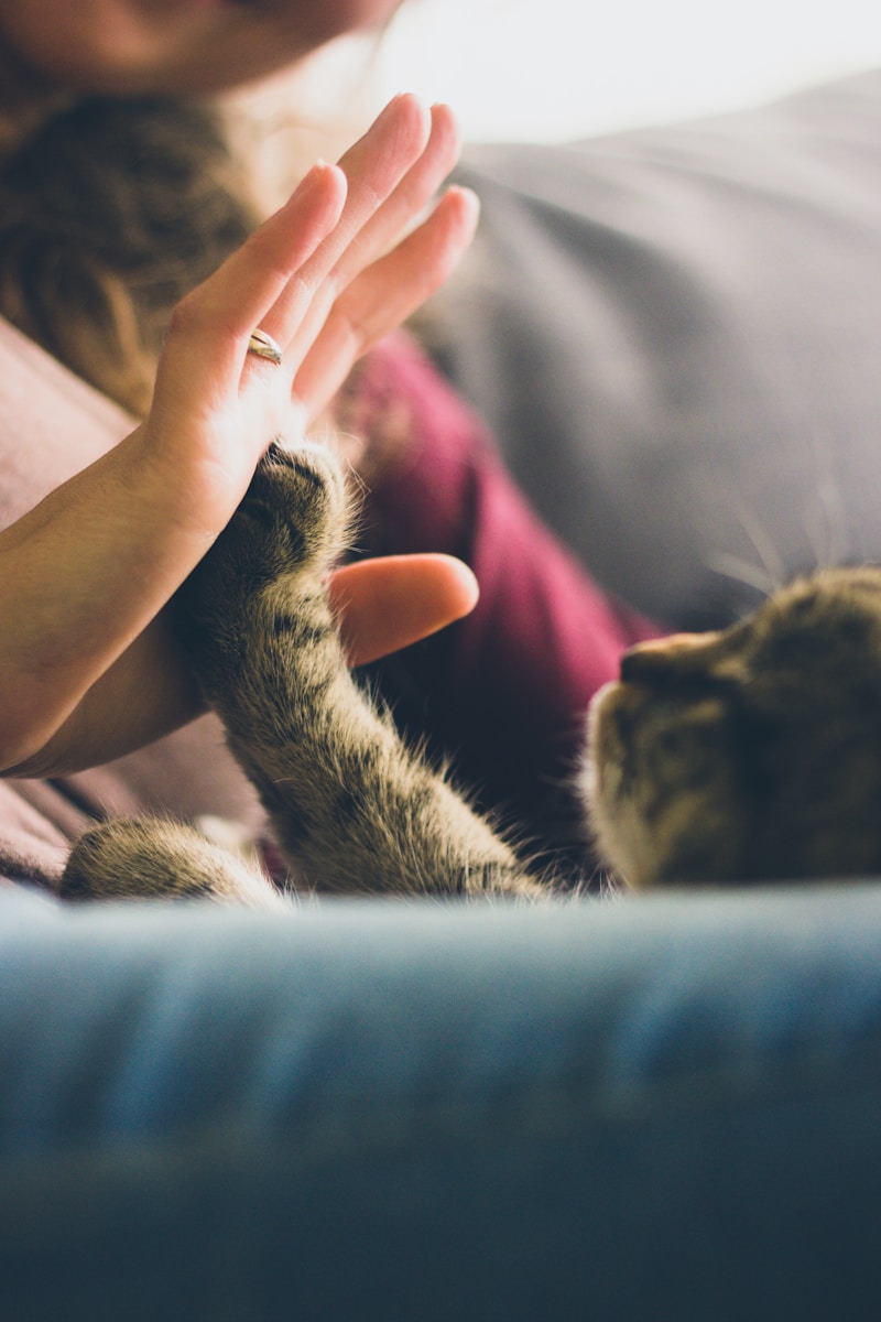 Waarom gedragstherapie voor je huisdier een goed idee is
