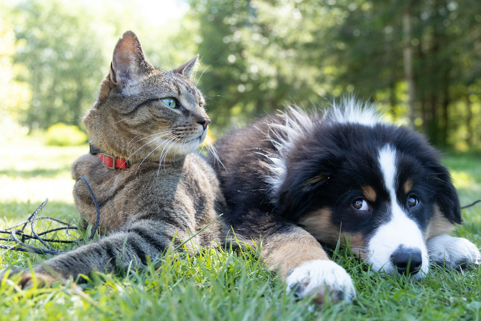 Ontdek de Rol van een Honden Gedragstherapeut in het Begrijpen van Dieren