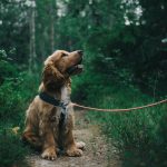 Hondenriem: Essentieel voor Veiligheid en Controle