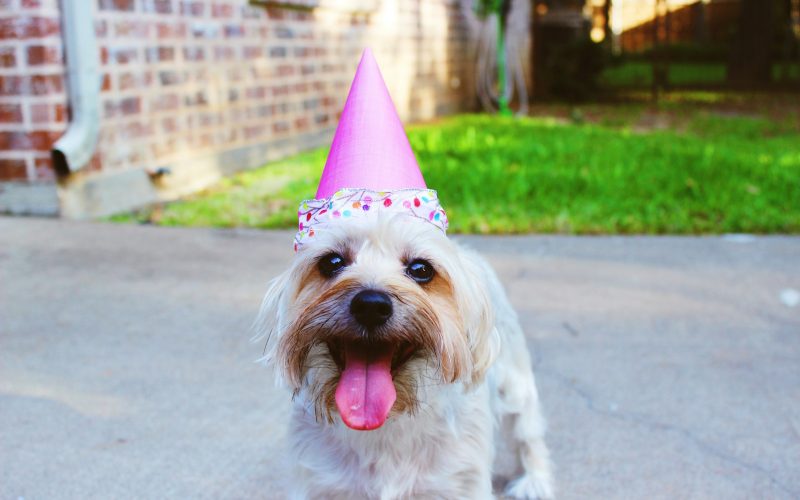 dog wearing party hat