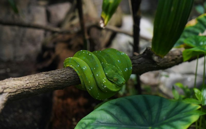 a green snake is sitting on a branch