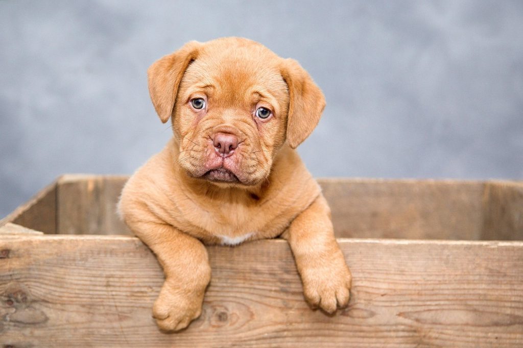 puppy, dog, pet, cute, brown dog, purebred, nature, dog breed, portrait, dog portrait, mammal, animal, domestic, domestic dog, canine