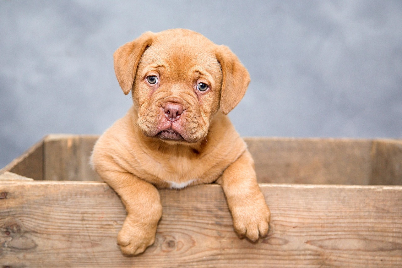 puppy, dog, pet, cute, brown dog, purebred, nature, dog breed, portrait, dog portrait, mammal, animal, domestic, domestic dog, canine